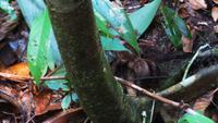 Spinne