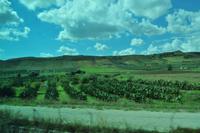 Feigenkaktus im Plantagenanbau