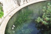 Papyrus in der Aretusa-Quelle von Syrakus