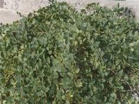 Kapernstrauch auf Lipari