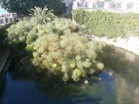 Süswasserquelle in Syrakus