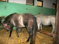 Djakovo, Lipizzaner- Gestüt