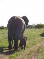 Kariega Game Reserve