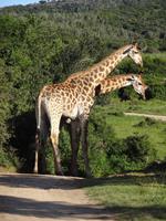 Kariega Game Reserve