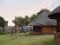 Giraffe - Heia Safari Ranch