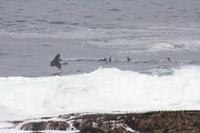 Seehund! - Robberg Nature Reserve