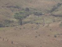Kuduherde - Golden Gate Highlands Nationalpark