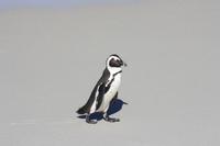 Pinguine in Simon´s Town