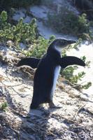 Ich will fliiiegen - Pinguin in Simon´s Town