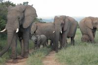 Kariega Game Reserve