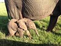 Kariega Game Reserve