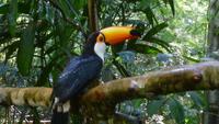 Tucan im Vogelpark Iguazu