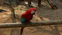 Vogelpark Iguazu