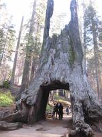 Yosemite Nationalpark -  Mammutbaum / Giant Sequoias