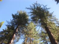 Yosemite Nationalpark -  Mammutbaum / Giant Sequoias