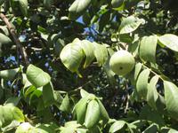 Kalifornische Walnüsse