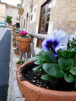 Blumen in Valldemossa - Mallorca