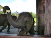 074. Elefanten Camp, Laos