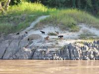 098. Mekong Bootsfahrt, Laos