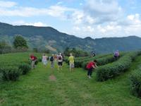 143. Tee-Plantage, Thailand