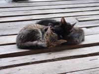 182. Kloster der fliegenden Katzen, Inle Lake, Myanmar