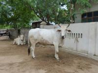 494. Taungibi Dorf, Bagan, Myanmar