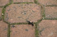 Argentinien: Iguazu Wasserfälle