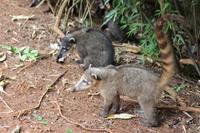 Argentinien: Iguazu Wasserfälle