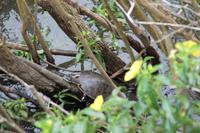 Argentinien: Iguazu Wasserfälle