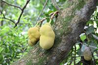 Brasilien: Rio de Janeiro - Zuckerhut