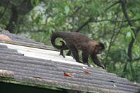 Brasilien: Rio de Janeiro - Corcovado