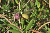Olivenernte auf Lipari