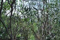 Aufstieg zum Vulcanello - Das Kind des Vulcano - Zugewachsene Wege