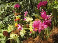 Singapur - Orchard Garden