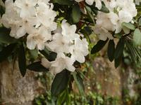 Ausflug in die Blue Mountains - Leura Garden Village