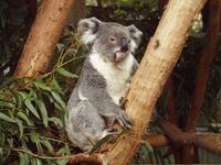 Featherdale Wildlife Park