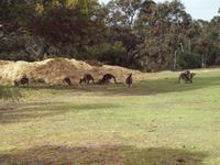 Ausflug Great Ocean Road - wilde Kängurus