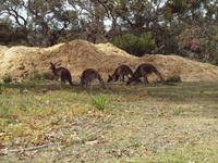 Ausflug Great Ocean Road - wilde Kängurus