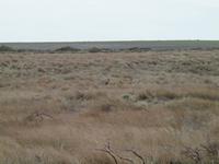 Ausflug Great Ocean Road - wilde Kängurus