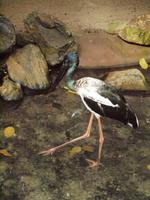 Rainforest Wildlife Habitat