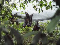 Rainforest Wildlife Habitat