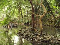 Rainforest Wildlife Habitat