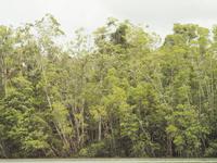 Fährüberfahrt zum Daintree Nationalpark