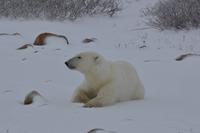 eisbär17
