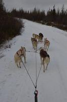 husky2
