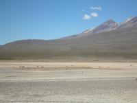 Vicunas