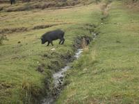 Anlagen der Inka um Cusco