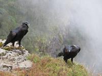Raben im Simien NP