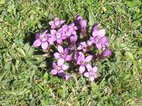 Blumenpracht am Wegesrand