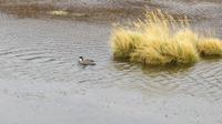 Vado Putana, Atacama Wüste